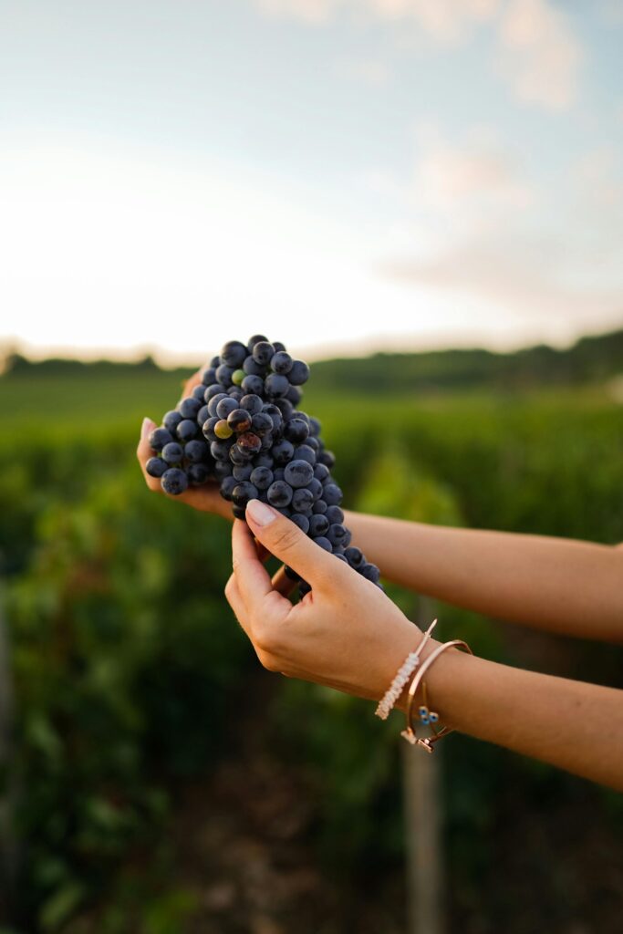 photo of a person holding grapes at a vineyard